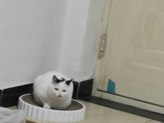 -宠福鑫康馨动物医院·骨科·眼科