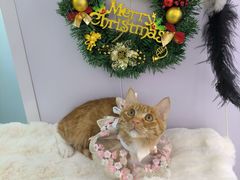 -爱洗澡的猫(望京店)