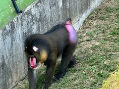 -大连森林动物园