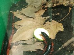 -上海大自然野生昆虫馆(东方明珠·爬宠昆虫探索中心)