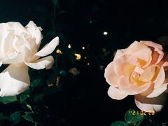 -香蜜公园