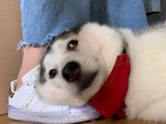 小苹果-Husky Go! 哈士奇体验馆·宠物咖啡厅狗咖