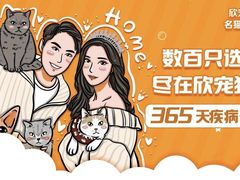 -欣宠猫屋·矮脚拿破仑·蓝金金渐层