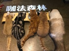 -咖法森林·咖啡  酒吧(天河店)