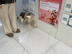 -乖乖宠物医院·猫科·急重症中心(车站北路分院)