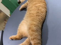 -藏猫猫咖啡主题馆(中央大道店)