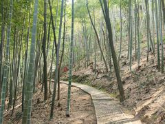 -上海佘山国家森林公园天马山园