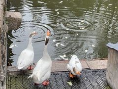 -苏州文庙(姑苏区)