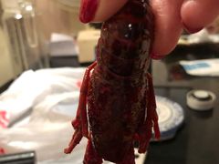 -霸王虾·麻辣小龙虾(清水河公园店)