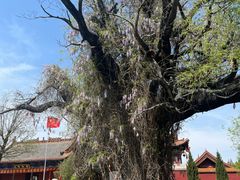 -大槐树寻根祭祖园