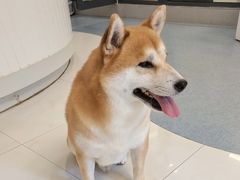 -奈斯宠物医院·核磁CT·异宠专科·内镜(中南店)