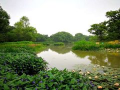 -西溪国家湿地公园