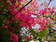 -木兰云雾山