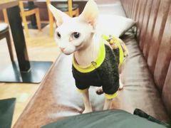 -猫小院猫主题餐厅(三里屯店)