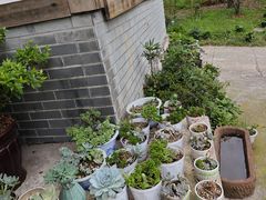 -竹淋自助餐厅