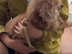 -芭比堂动物医院·CT·微创中心(新顺分院)