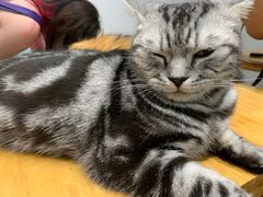 -猫色咖啡·猫咖