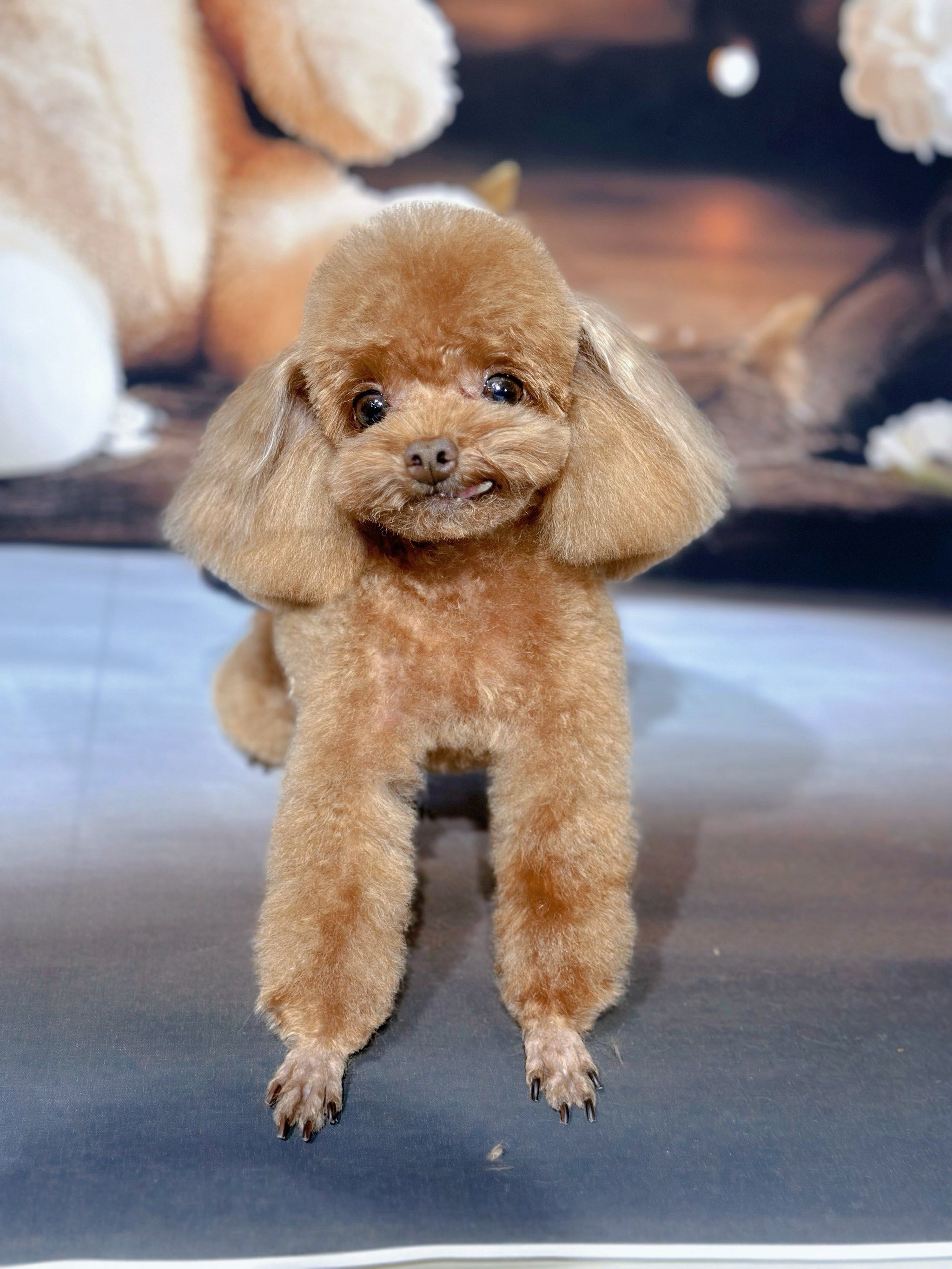 店铺一楼还在装修,二楼洗澡已经营业喽#闻闻的世界 #闻闻的世界宠物