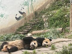 -中国大熊猫保护研究中心雅安碧峰峡基地