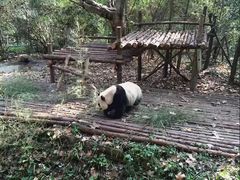 -成都大熊猫繁育研究基地