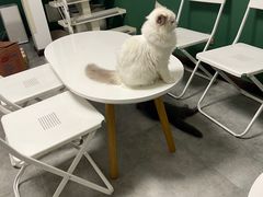 -团子家猫咪猫咖馆·柯基·柯尔鸭