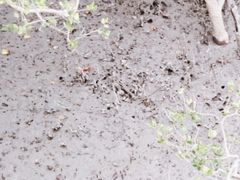 -北海金海湾红树林生态旅游区