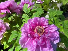 -杏花村水席楼·洛阳水席(老城十字街店)