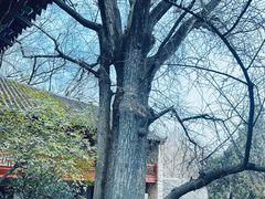 -皇藏峪国家森林公园