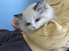 -瑞派福兴宠物医院犬猫全科·骨科·中西医结合(河东店)