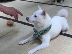 -逗柴咖啡屋·狗咖猫咖宠物桌游