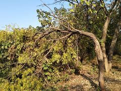 -盘龙城国家考古遗址公园