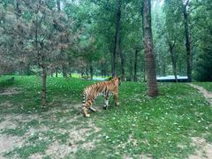 -北京野生动物园