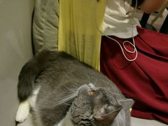 猫咪-小时光咖啡馆(开森度假森林店)