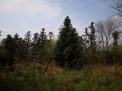 -素山寺森林公园