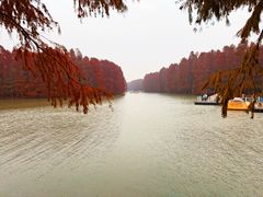 -上海海湾国家森林公园