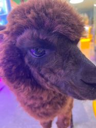 -神奇动物撸宠馆·羊驼·小浣熊·异宠(豫园店)