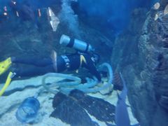 -烟台海昌鲸鲨海洋公园