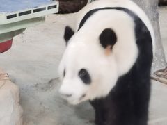-灵玲国际马戏城