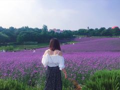 -大塘金香草谷