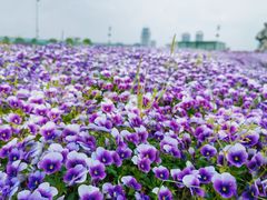 -钱江新城