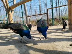 -合肥滨湖国家森林公园