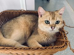 -共舞时光猫咖·狗咖(新街口店)