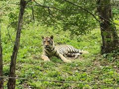 -哈尔滨北方森林动物园