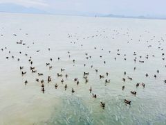 -深圳湾公园(南山区)