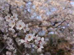-京都御所