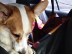 -雷祖芳老妈蹄花店