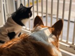 -平行世界·猫咖(首经贸店)