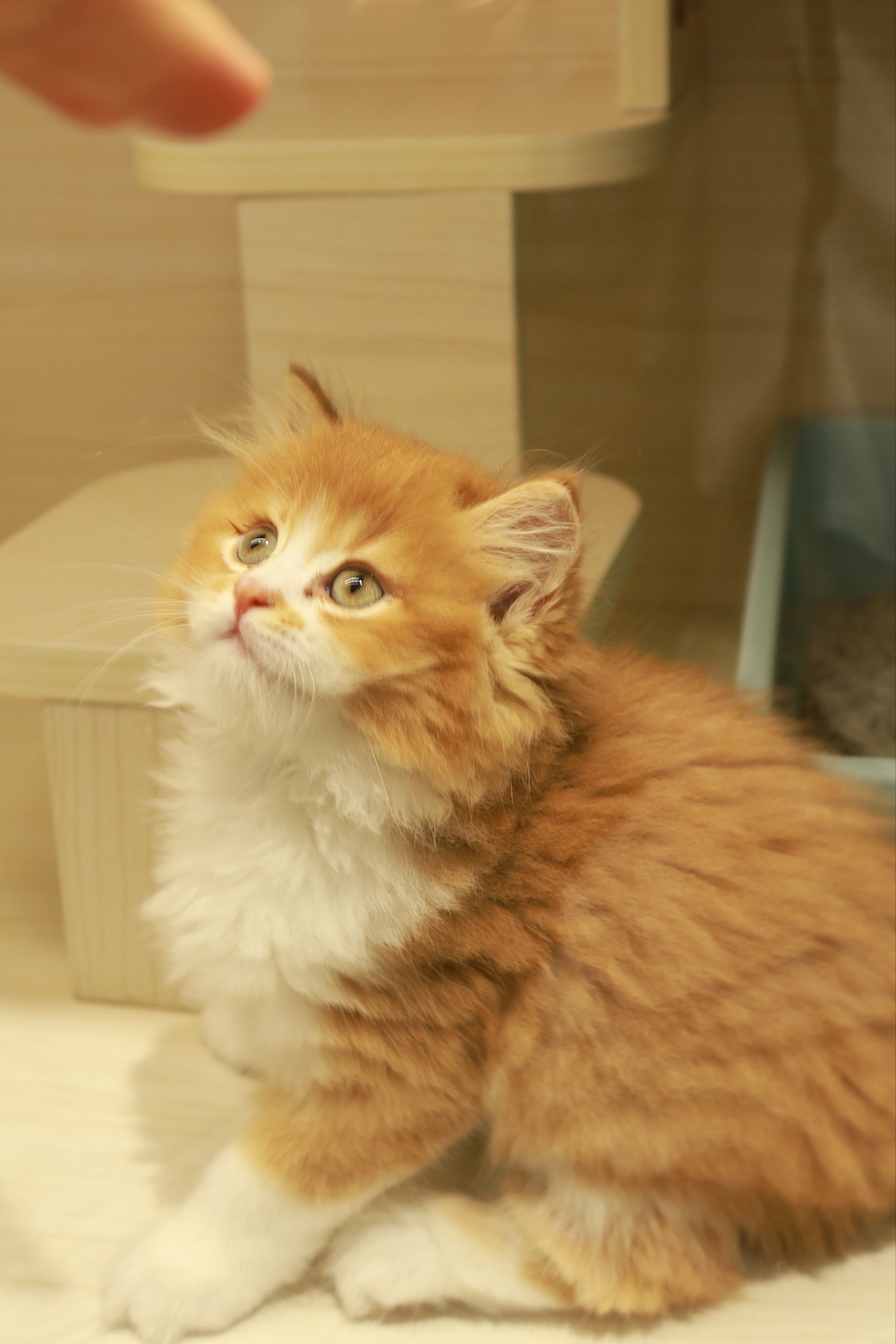 橘子猫来袭,甜蜜满满