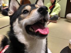 -逗柴咖啡屋·狗咖猫咖宠物桌游