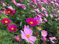 -桃花涧